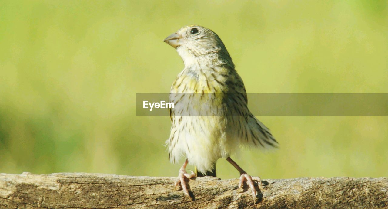 CLOSE-UP OF BIRD PERCHING ON WOOD