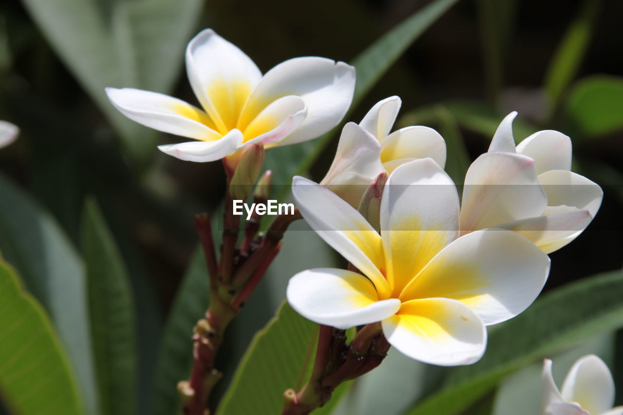 Close-up of white frangipani flowers