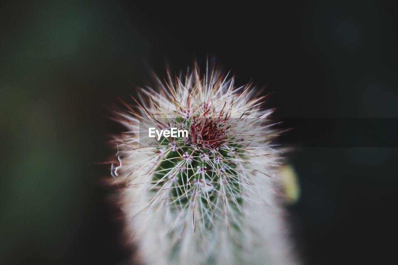 CLOSE-UP OF DANDELION FLOWER