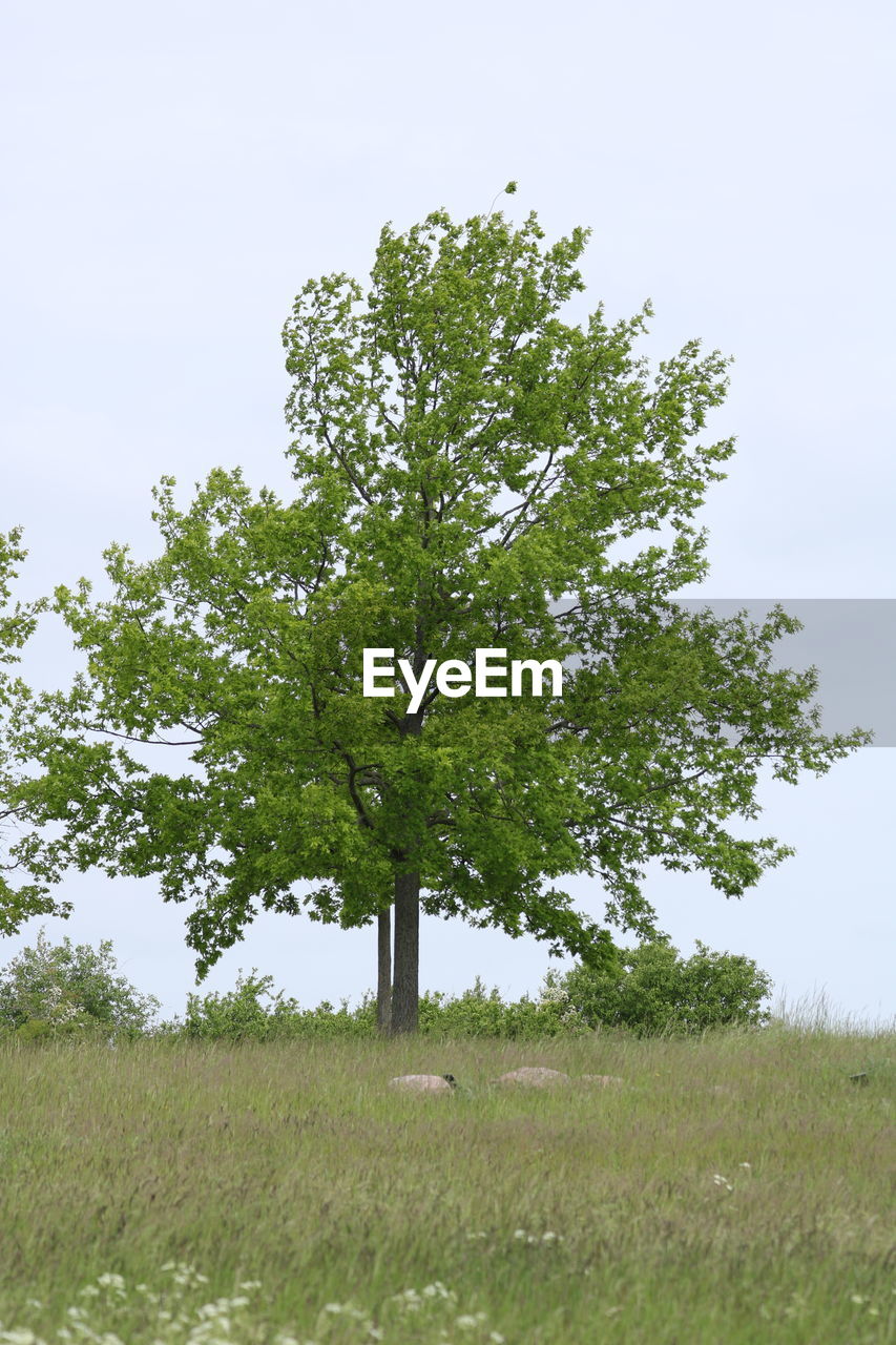 TREE IN FIELD AGAINST CLEAR SKY