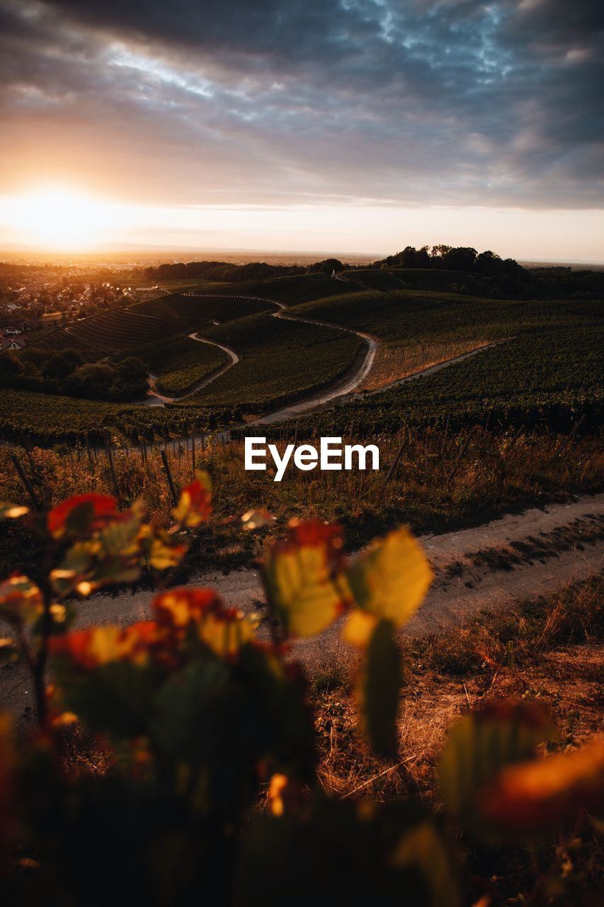 AERIAL VIEW OF AGRICULTURAL FIELD DURING SUNSET