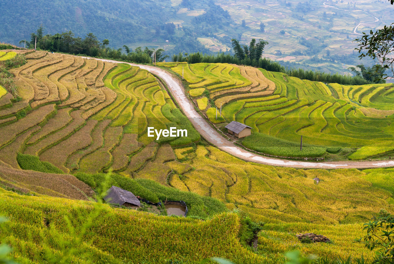 Ripe rice fields in laos cai vietnam
