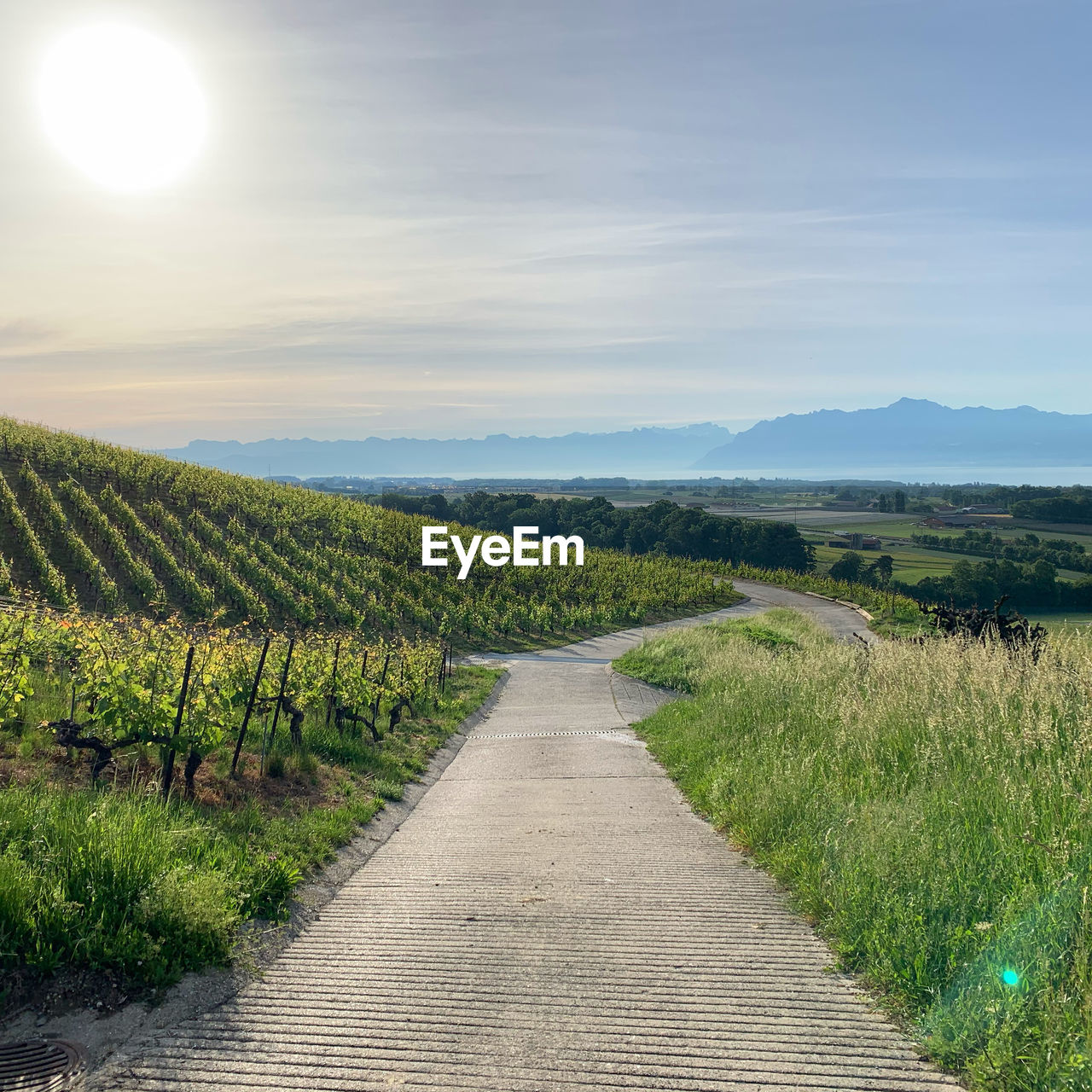 VINEYARD ON FIELD AGAINST SKY