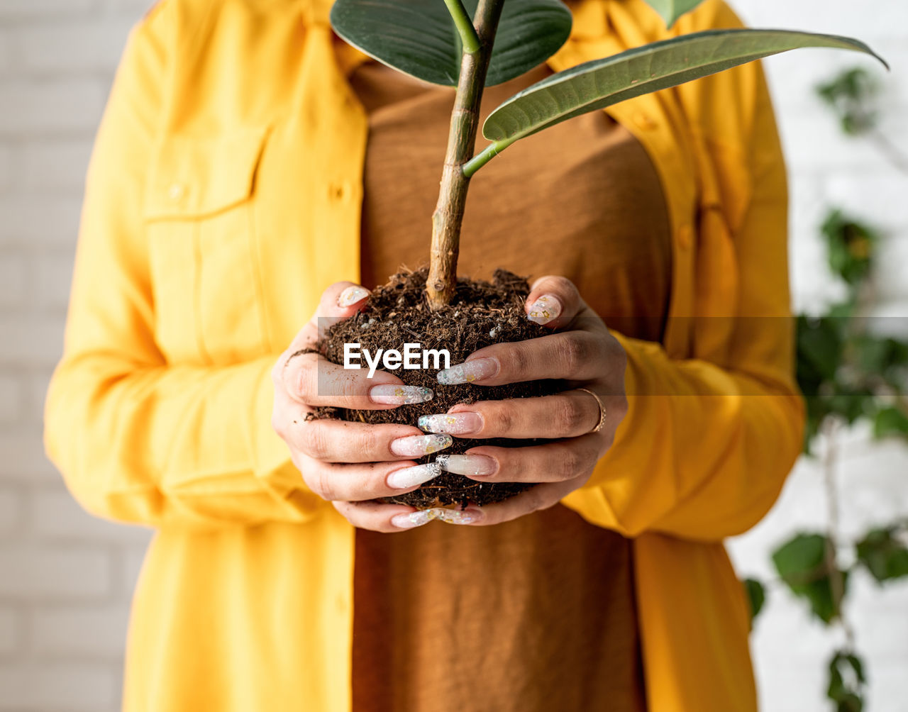 Gardener in yellow clothestaking care of the plants transplanting a young ficus plant