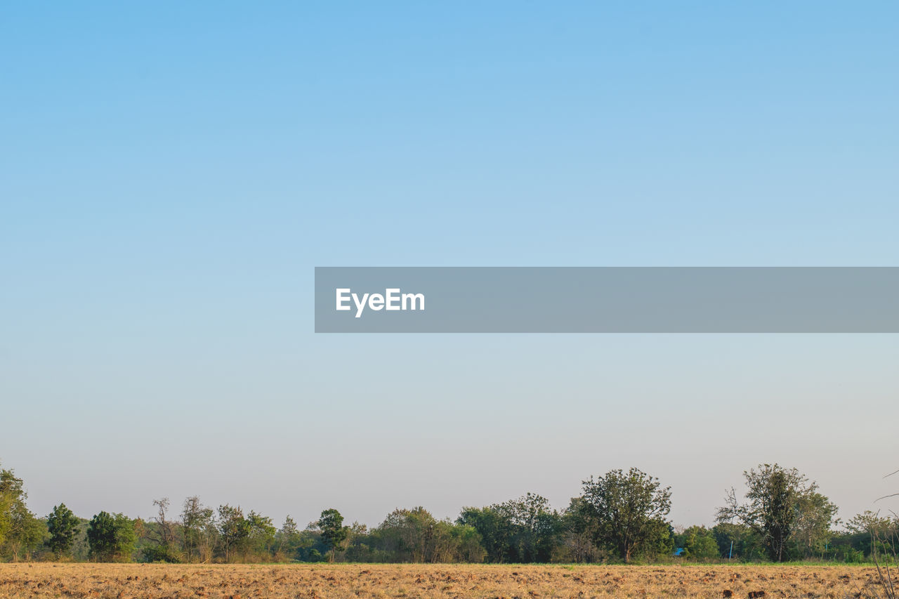 VIEW OF TREES ON FIELD AGAINST CLEAR SKY