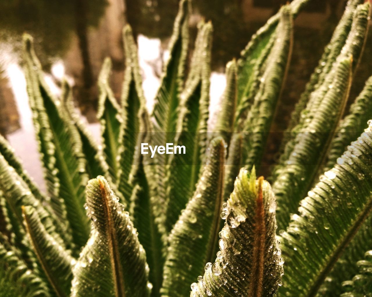 Close-up of droplets on plant