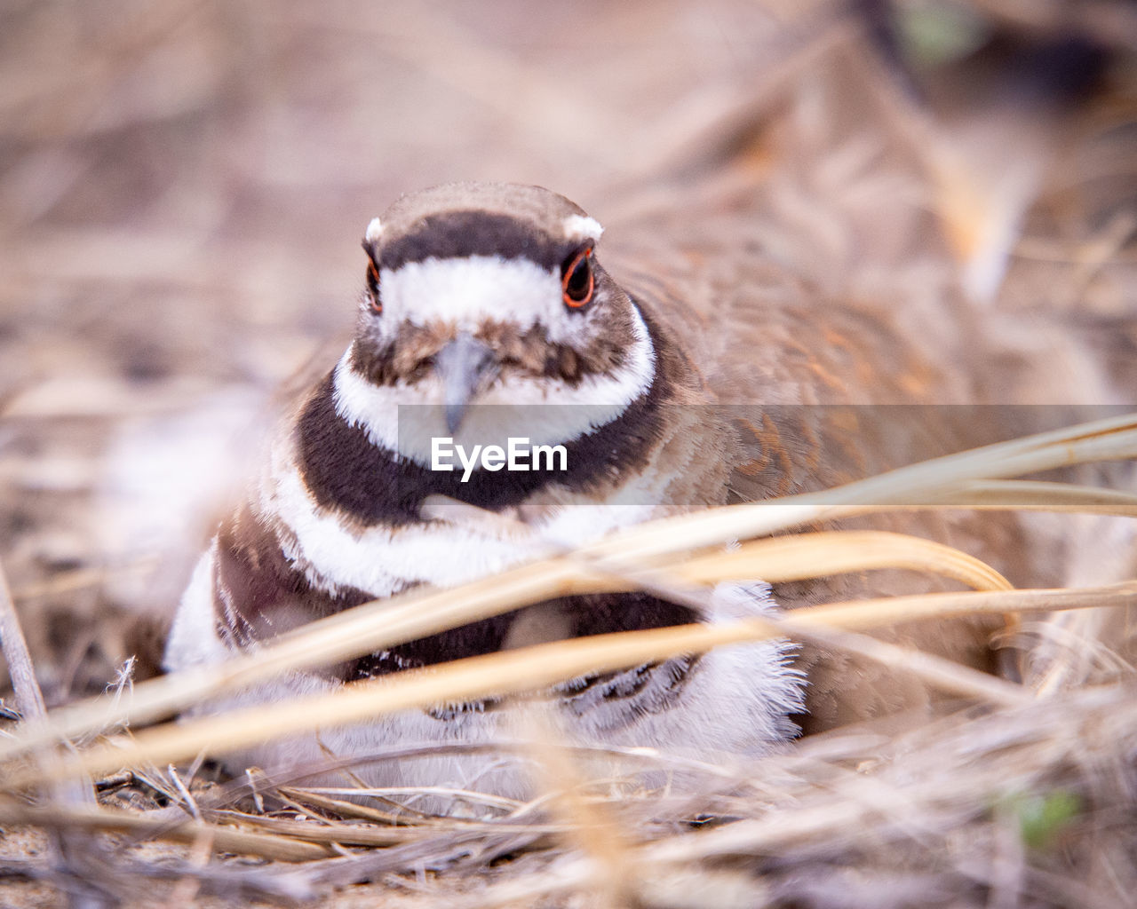 CLOSE-UP OF BIRD ON FIELD