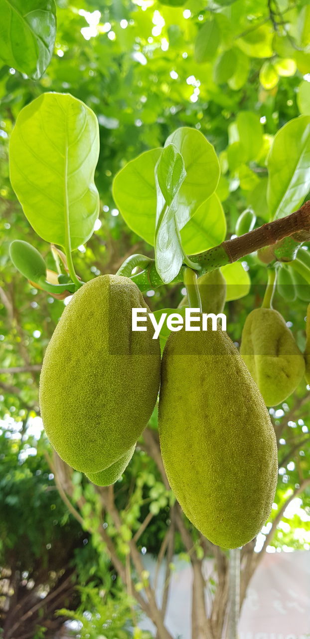 Close-up of fruits growing on tree