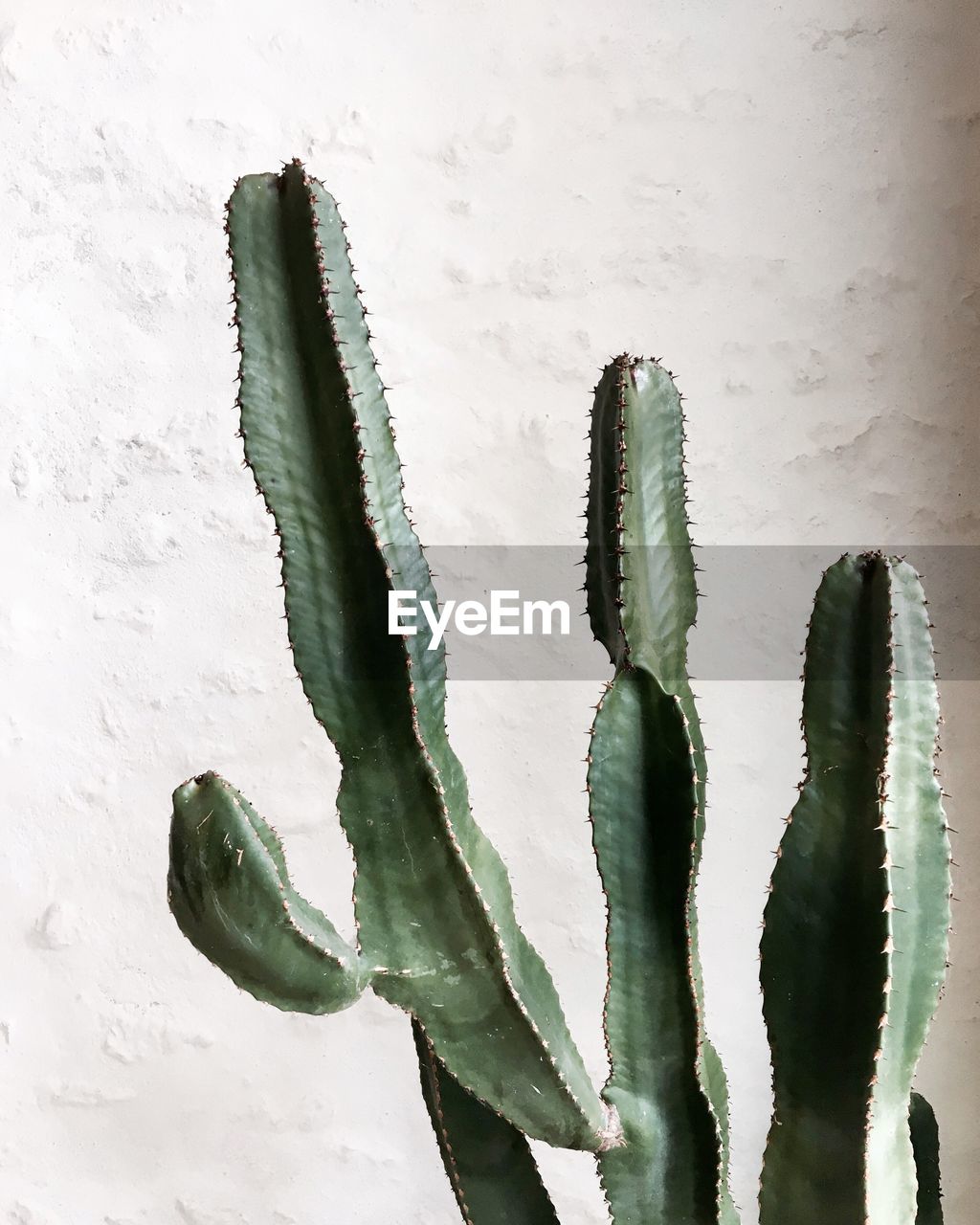 CLOSE-UP OF CACTUS IN CONTAINER