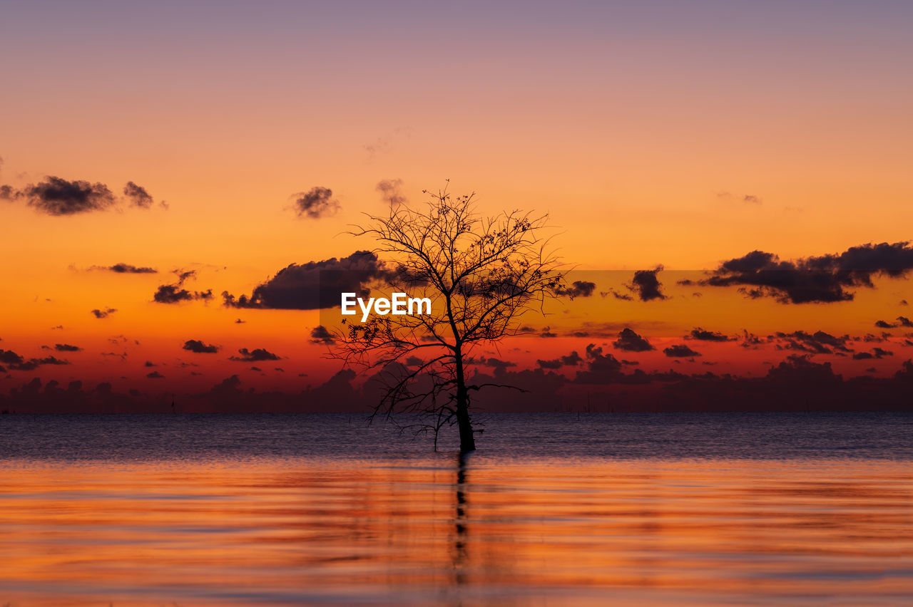 Silhouette of lonely mangrove tree in lake at pakpra, phatthalung, thailand