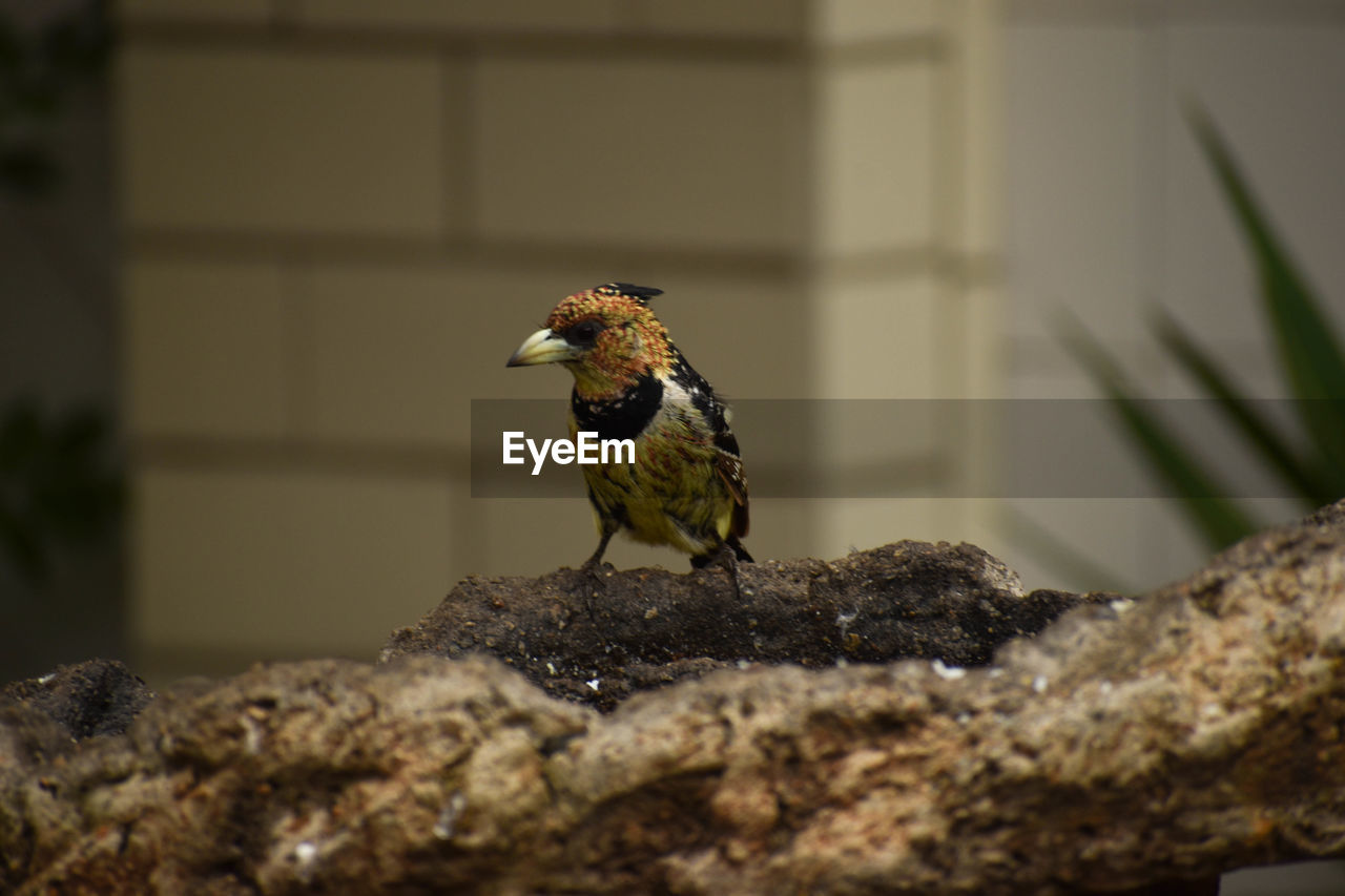 Close-up of bird perching on rock