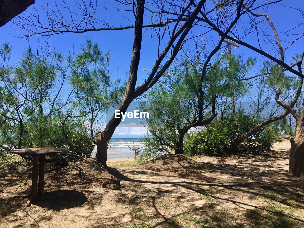 TREES BY SEA AGAINST SKY