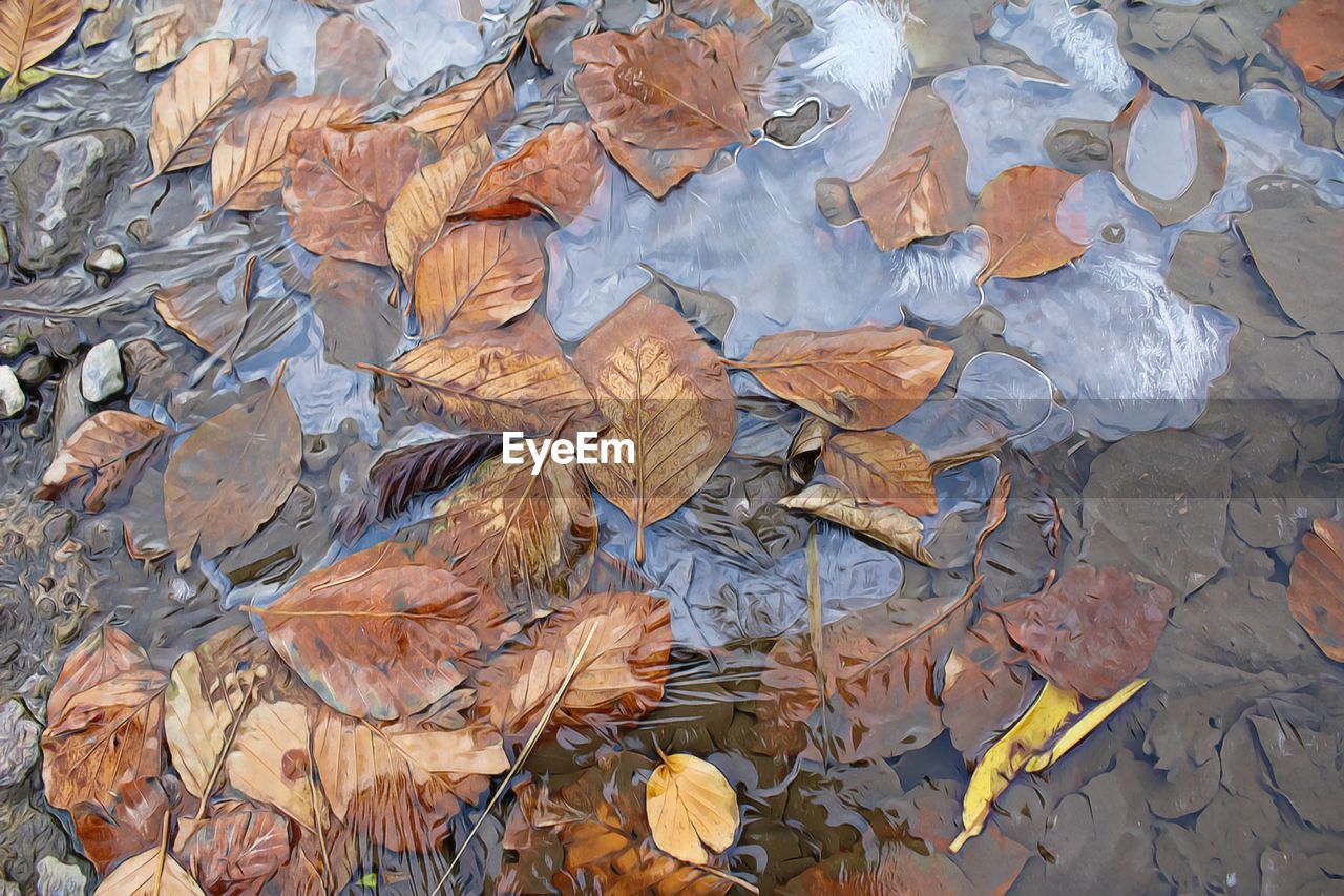 FULL FRAME SHOT OF DRY MAPLE LEAVES ON AUTUMN