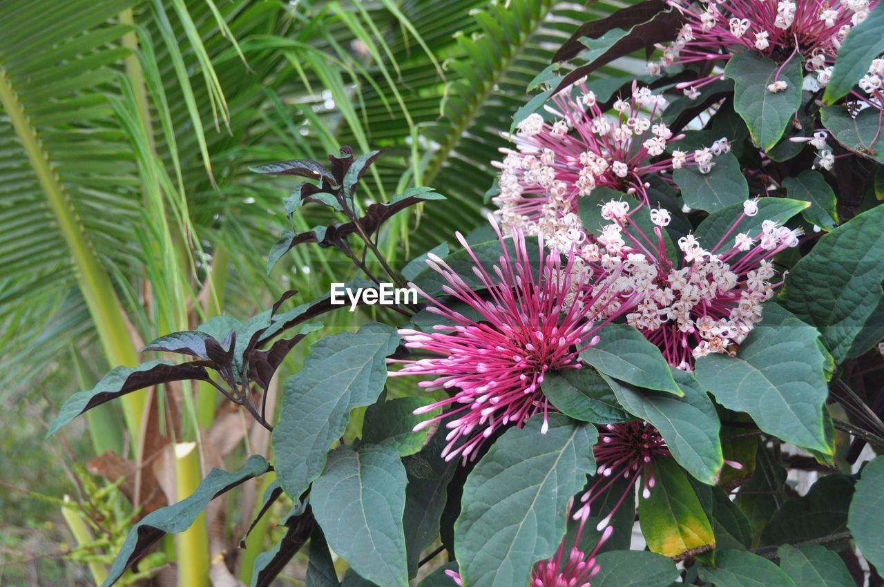 Close-up of plant