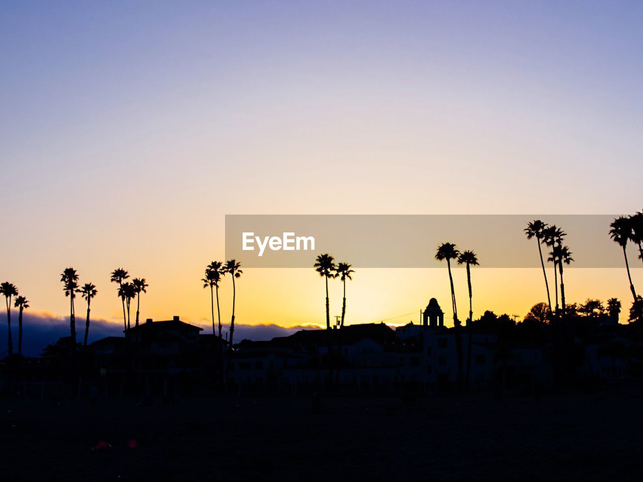 Silhouette of palm trees on beach