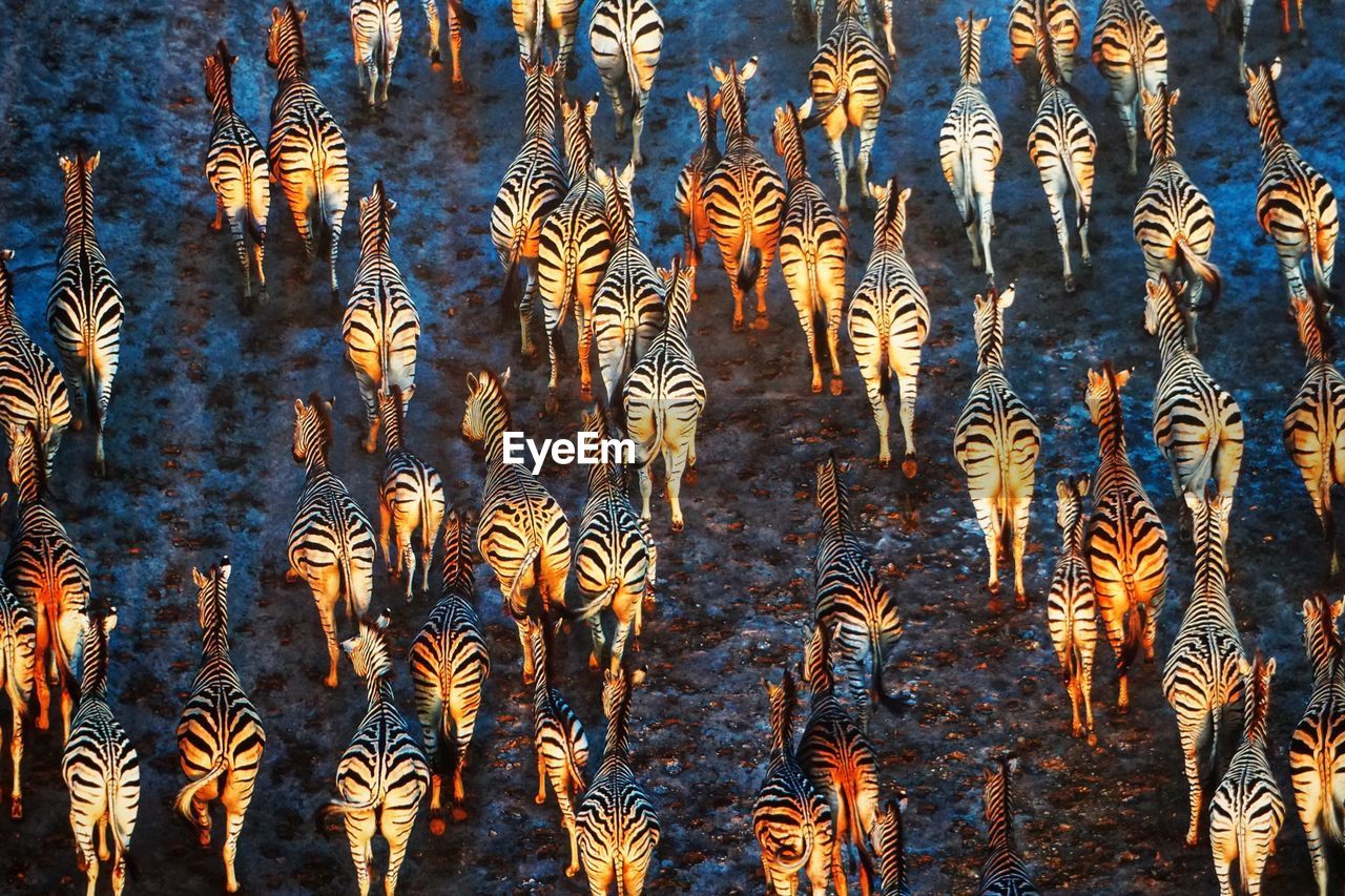 High angle view of zebras on field