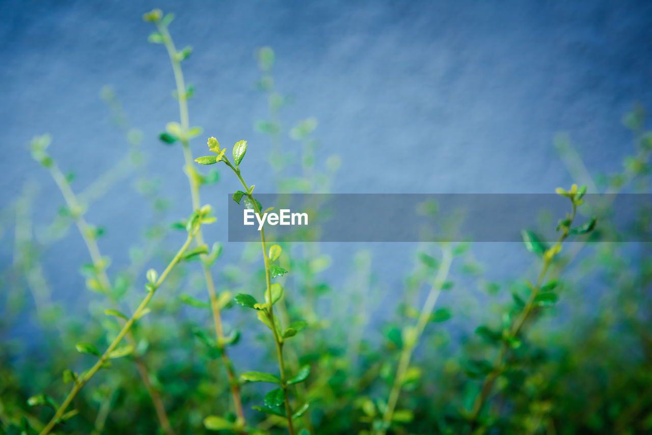 CLOSE-UP OF PLANT