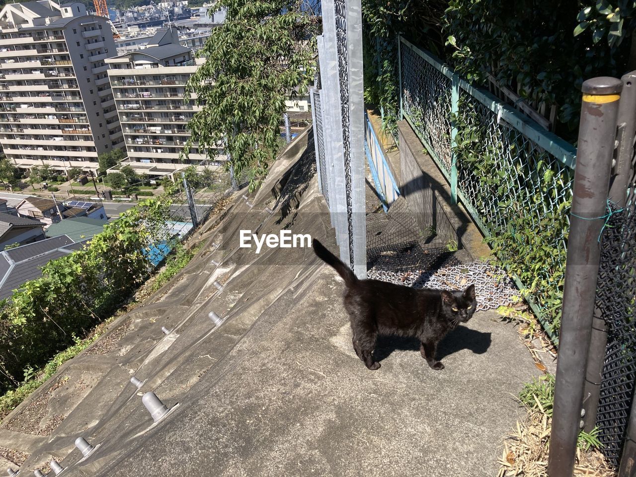 HIGH ANGLE VIEW OF A CAT ON THE WALL