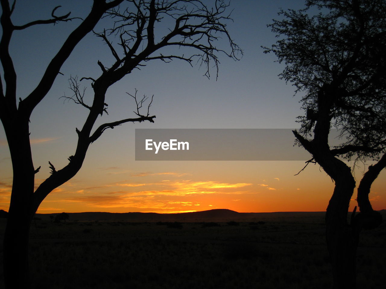 Silhouette of bare trees at sunset