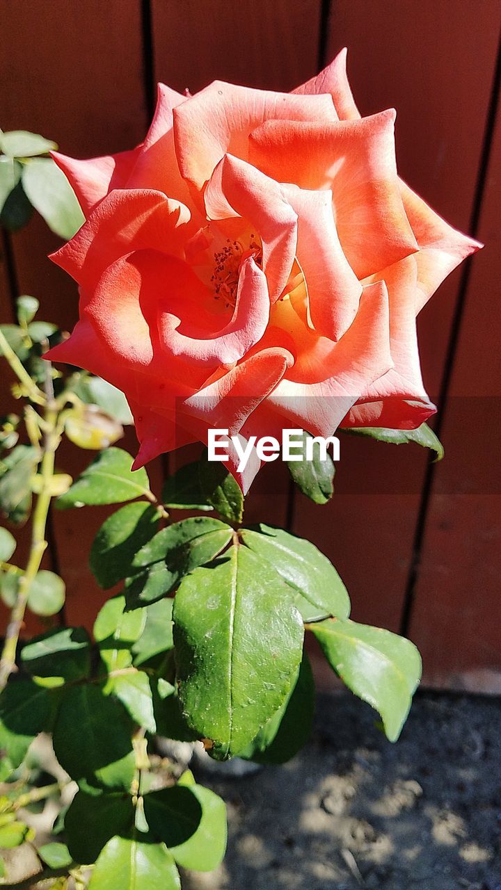 CLOSE-UP OF RED ROSES