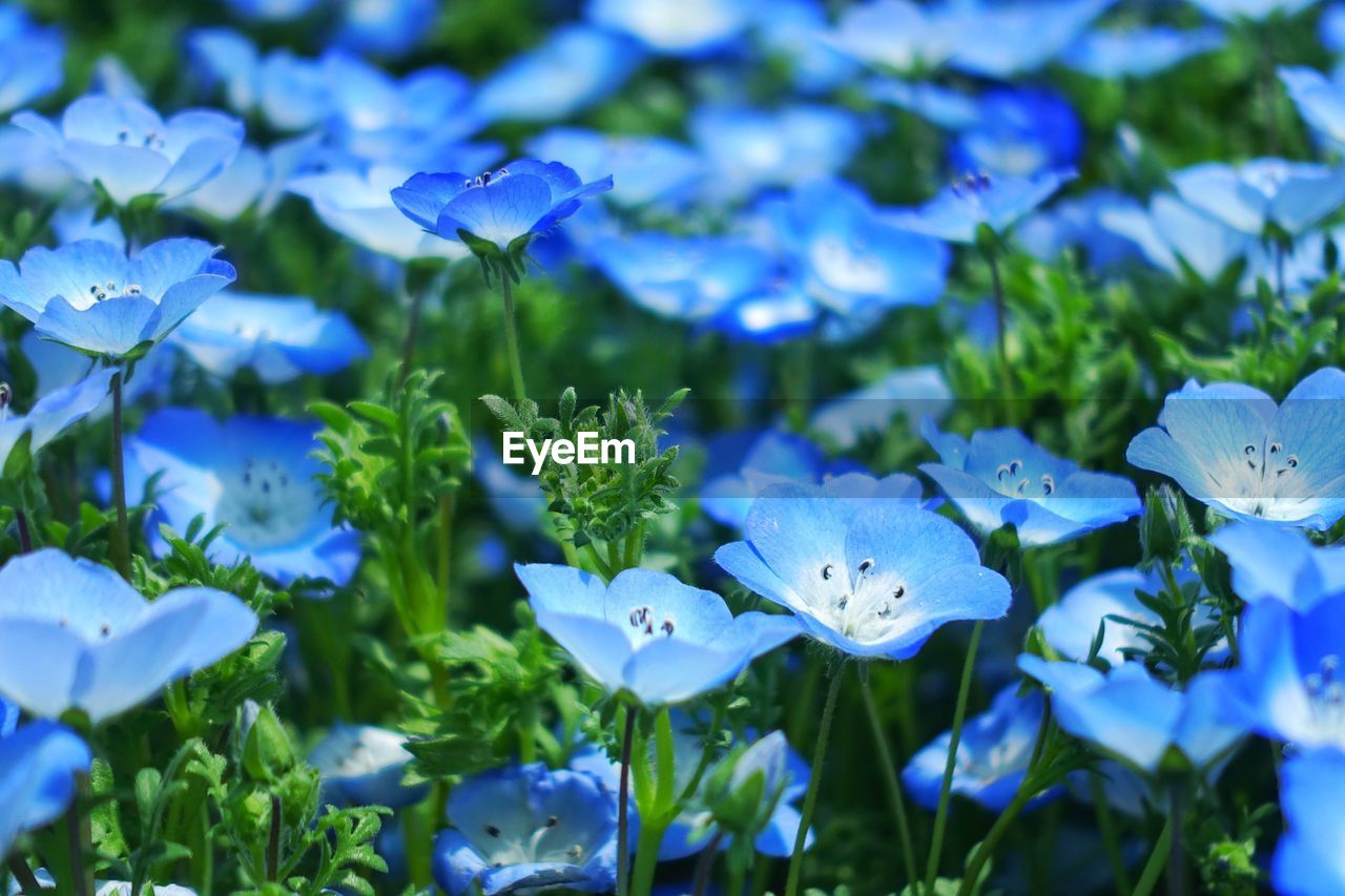 CLOSE-UP OF BLUE FLOWERS