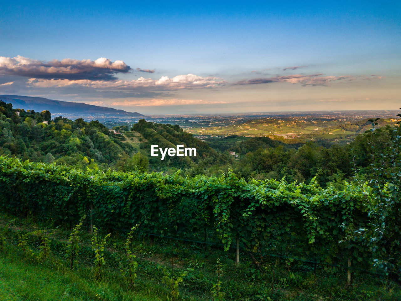 Vineyard against sky