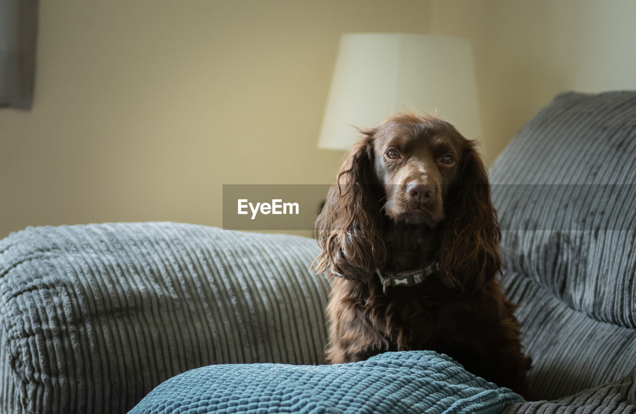 Portrait of cavalier king charles spaniel sitting on sofa at home