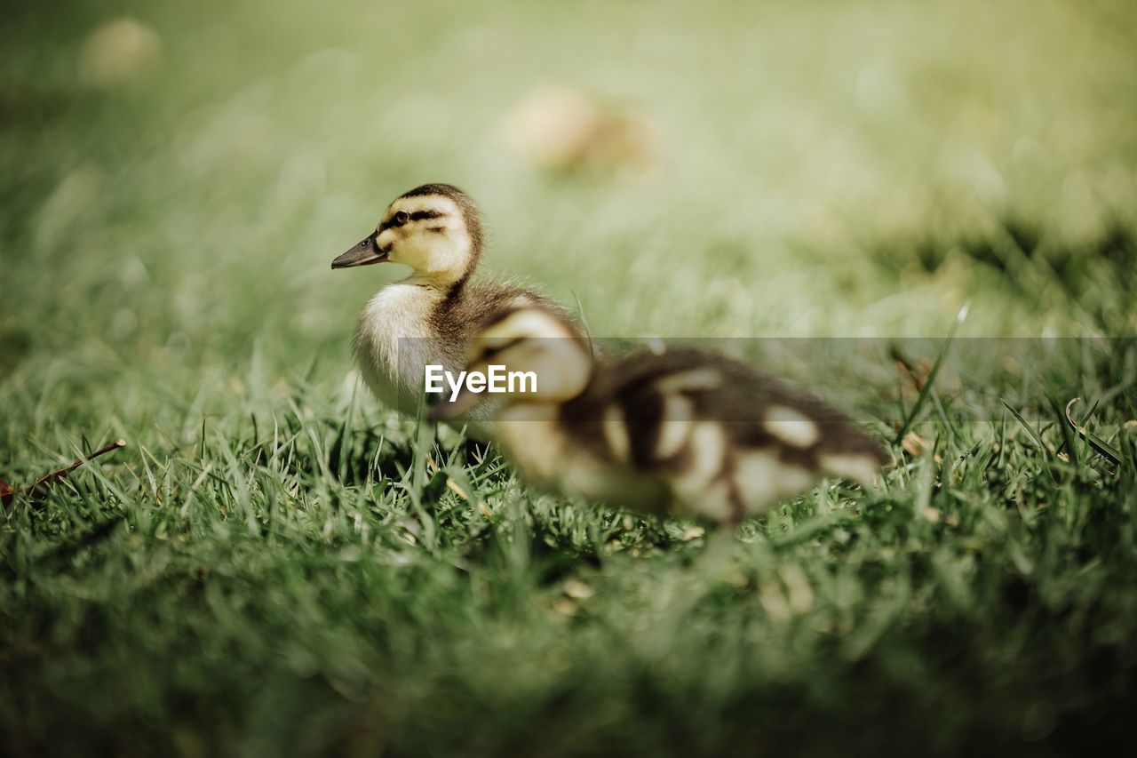 Close-up of a duckling on field