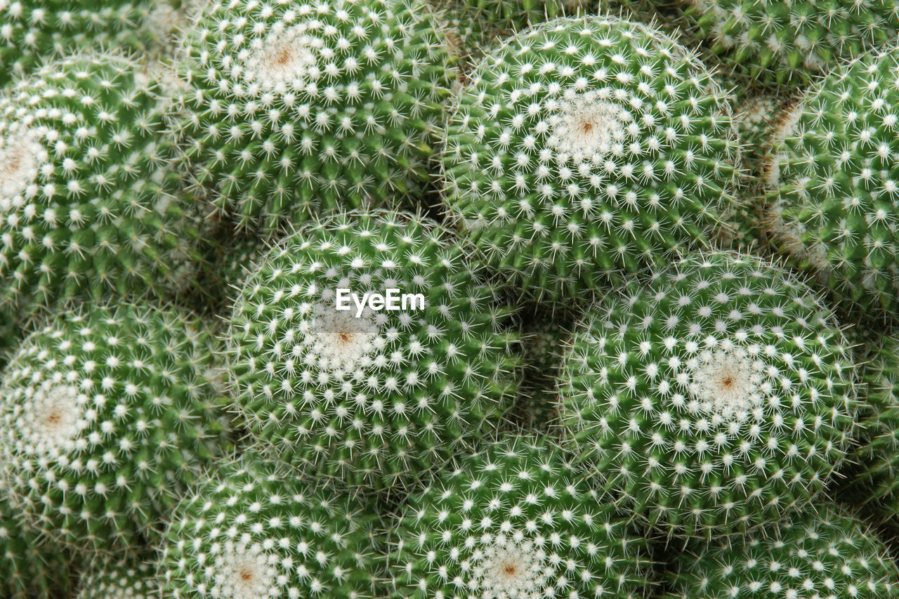 FULL FRAME SHOT OF CACTUS