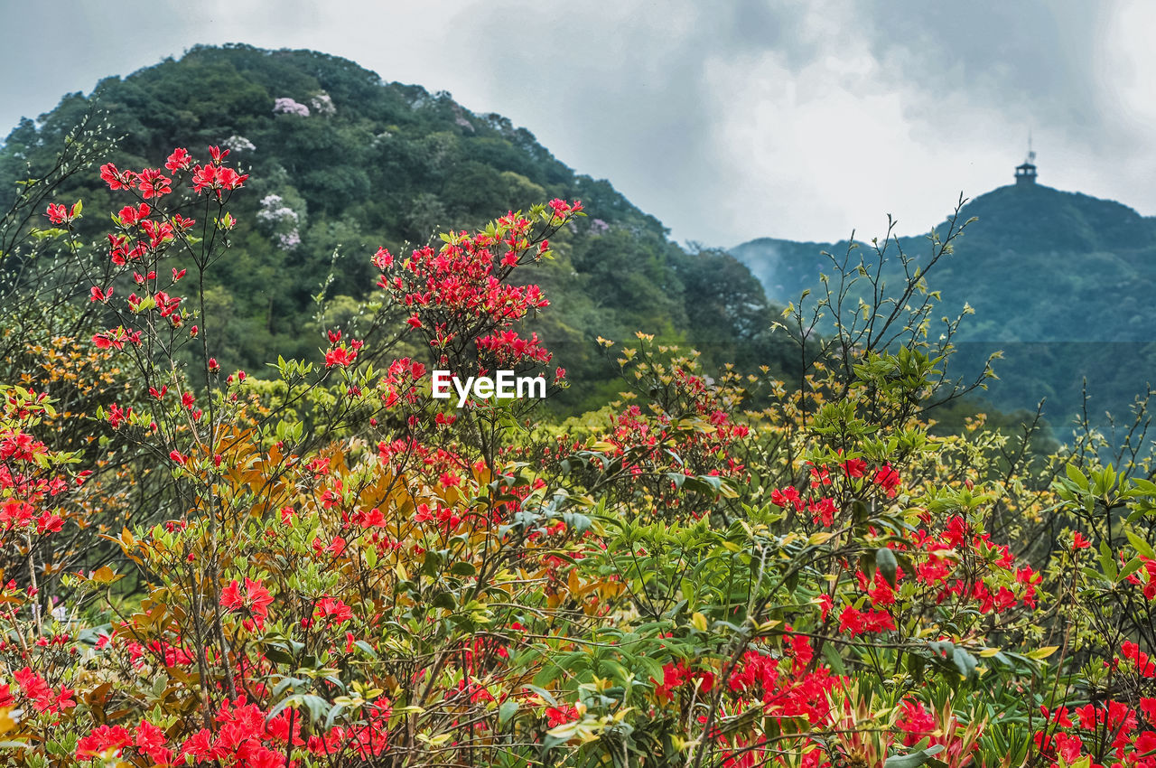 Red flowers and mountains against sky