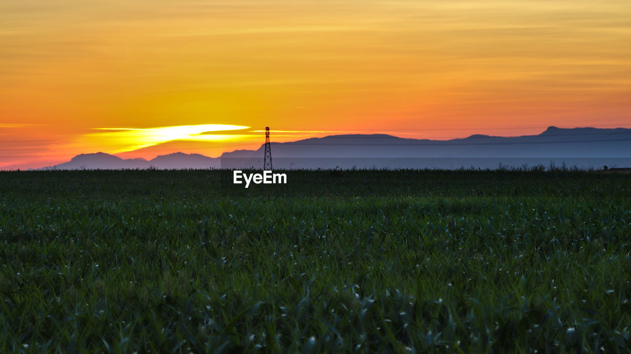 Scenic view of field against orange sky