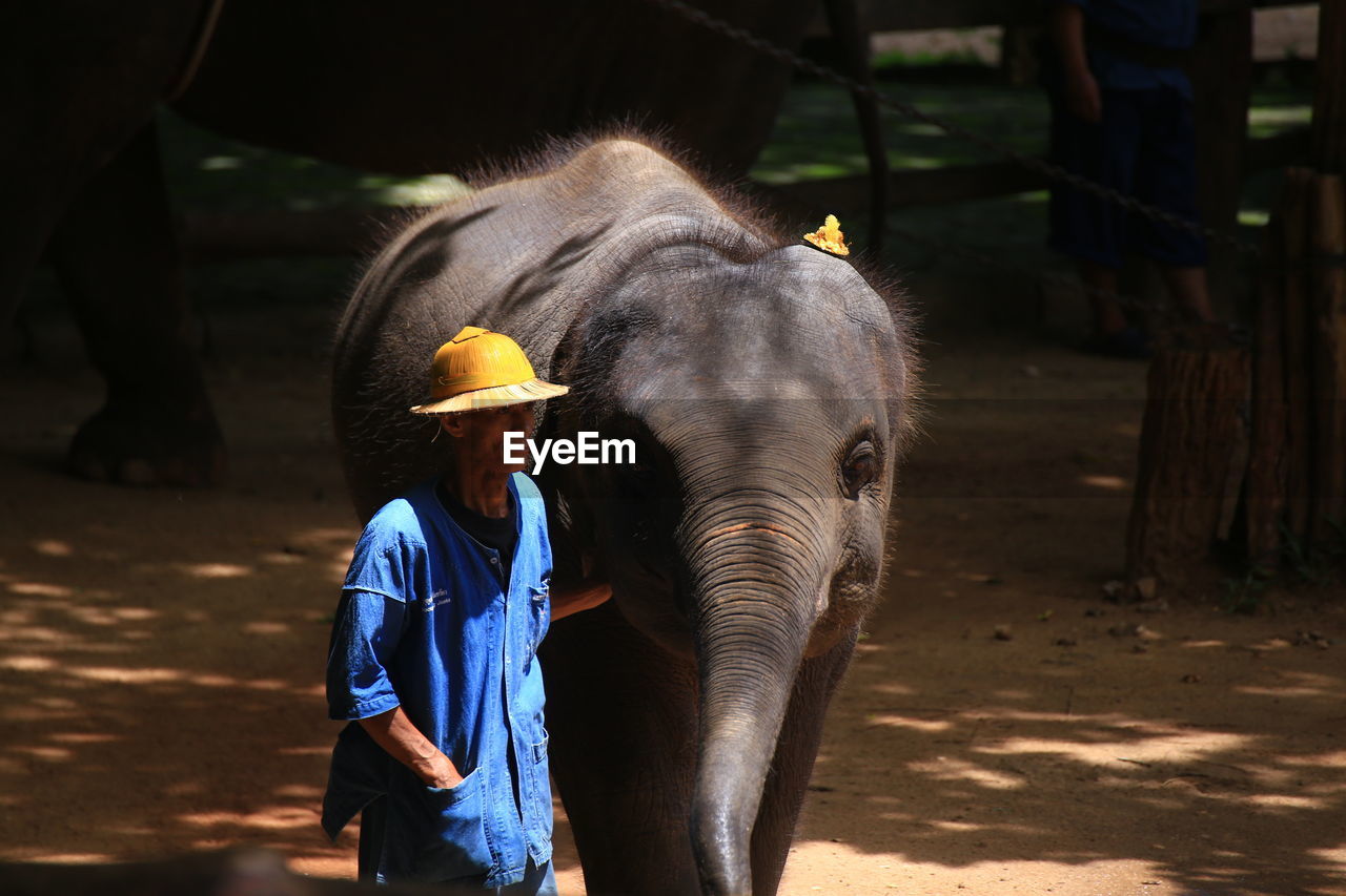 Mid adult man standing by elephant on field