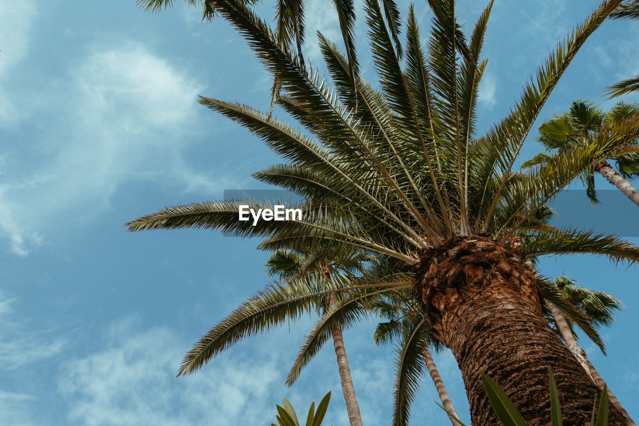 Low angle view of palm tree against sky