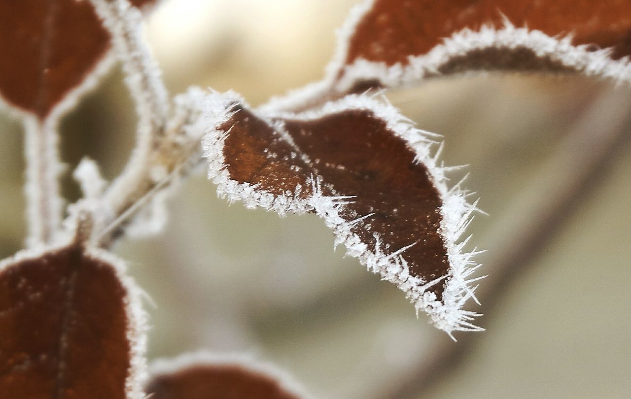 CLOSE-UP OF PLANT IN SNOW