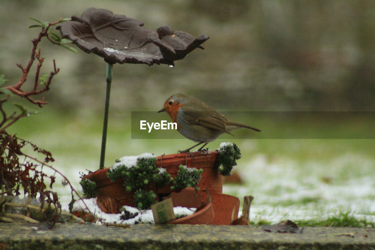 CLOSE-UP OF BIRDS PERCHING ON BRANCH