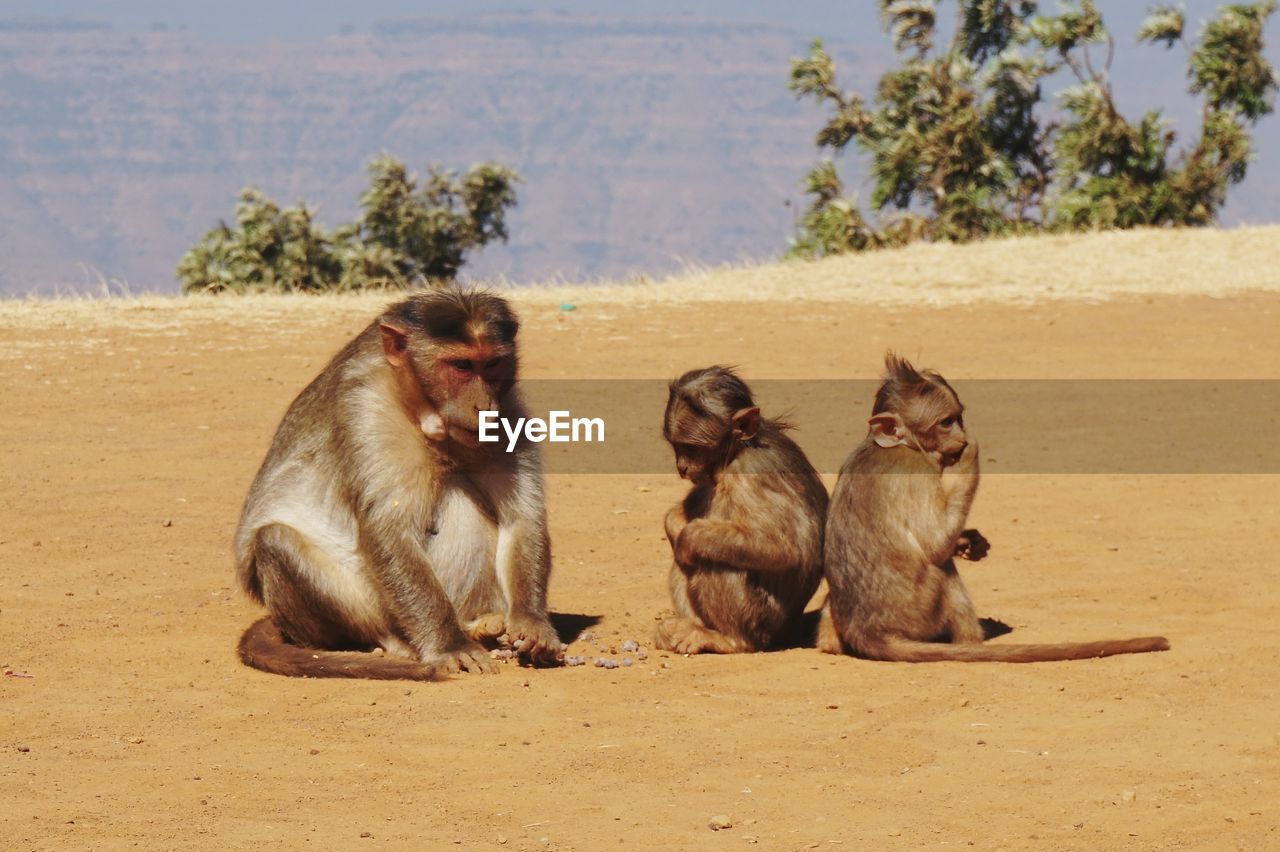 Monkeys sitting on mountain