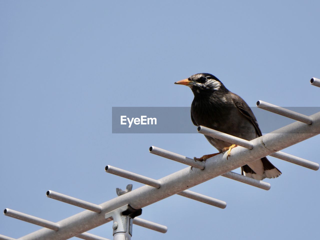 bird, animal, animal themes, animal wildlife, wildlife, perching, clear sky, sky, one animal, branch, nature, no people, blue, sunny, day, wing, outdoors, copy space