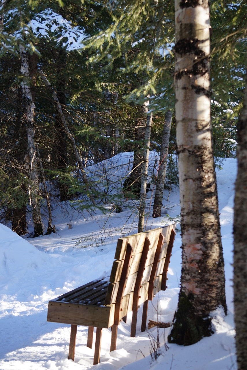 Empty bench on snow against trees
