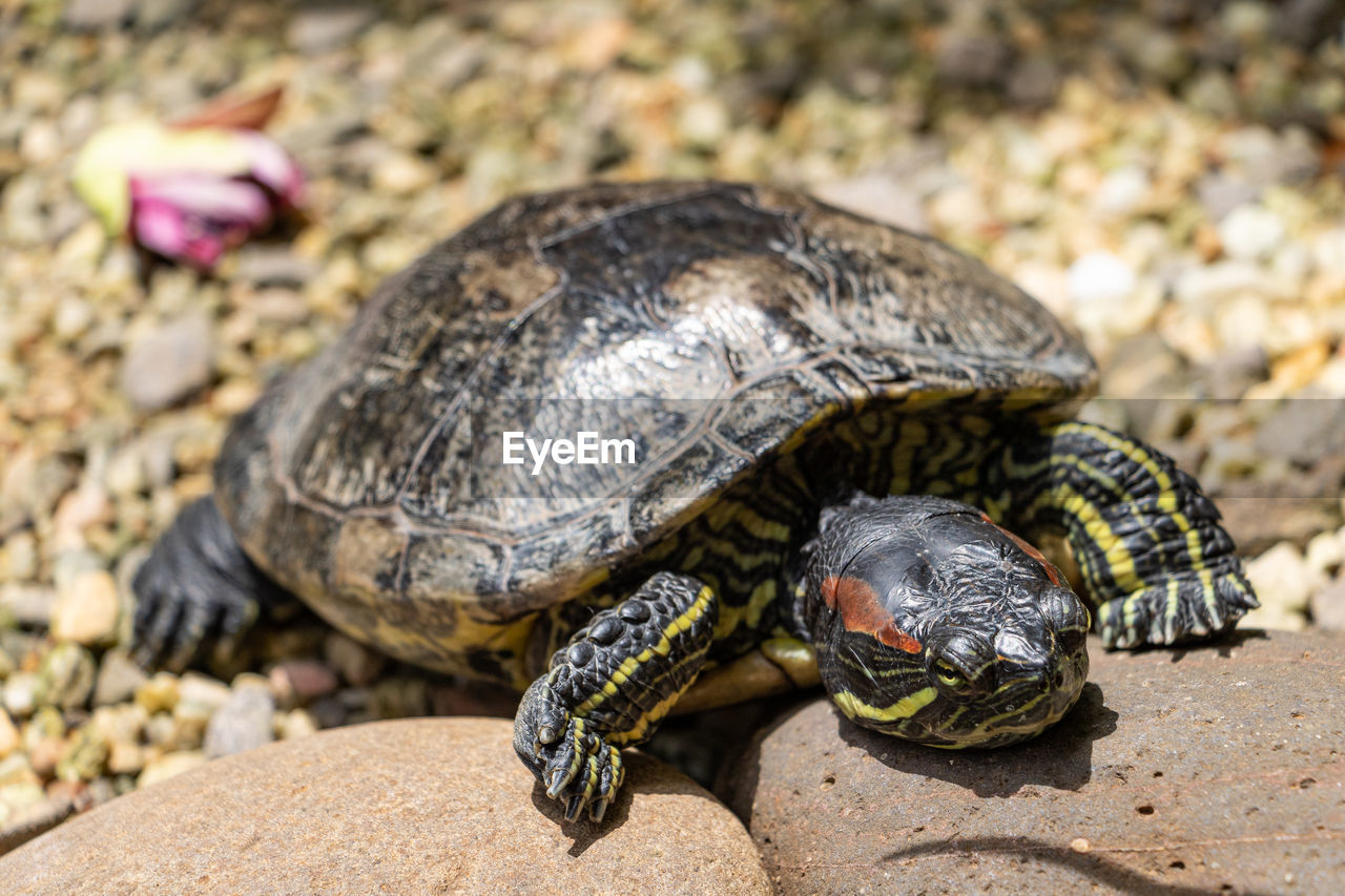 animal themes, animal, turtle, animal wildlife, tortoise, reptile, shell, animal shell, one animal, wildlife, nature, tortoise shell, land, no people, close-up, sea turtle, outdoors, boredom, loggerhead sea turtle, day, focus on foreground, sunlight