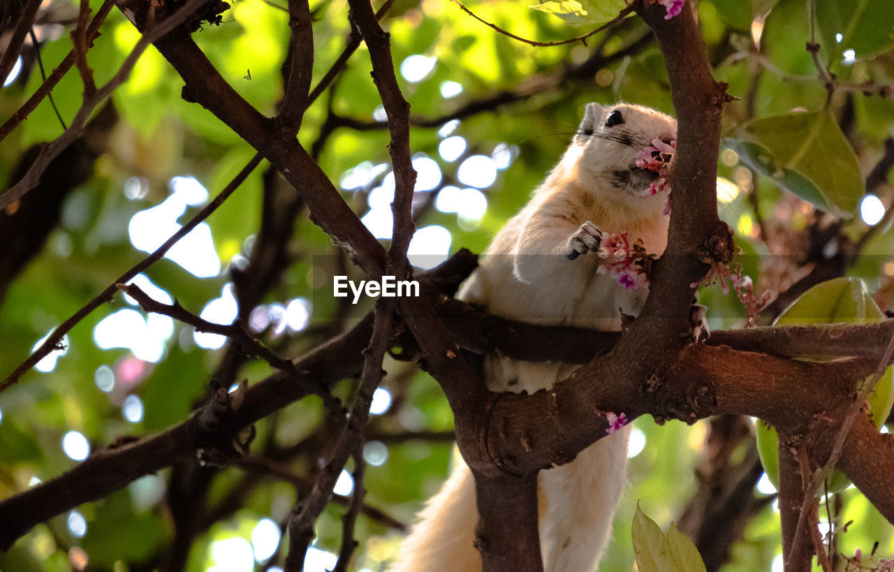 LOW ANGLE VIEW OF SQUIRREL ON TREE BRANCH