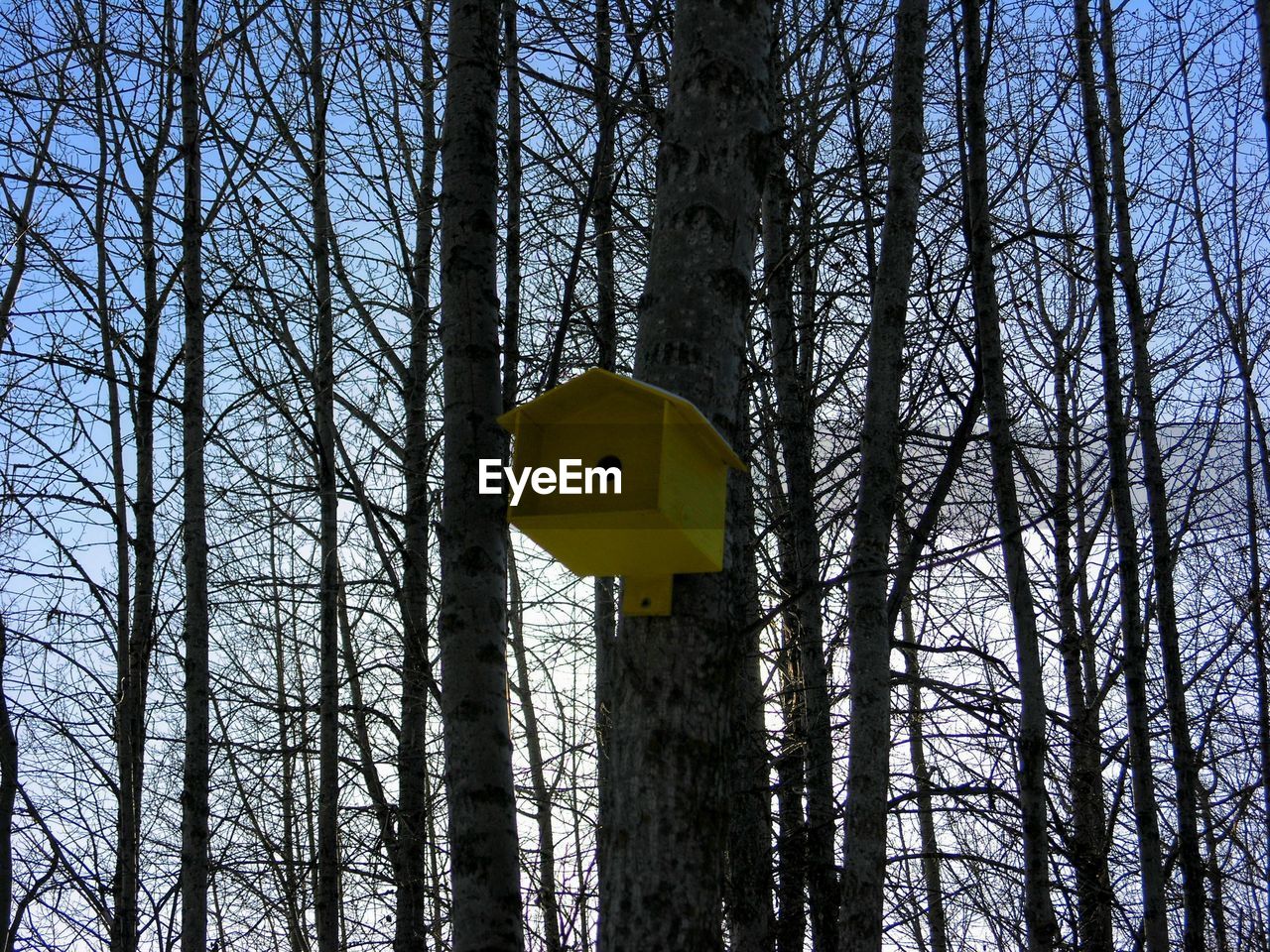 LOW ANGLE VIEW OF TREE IN FOREST