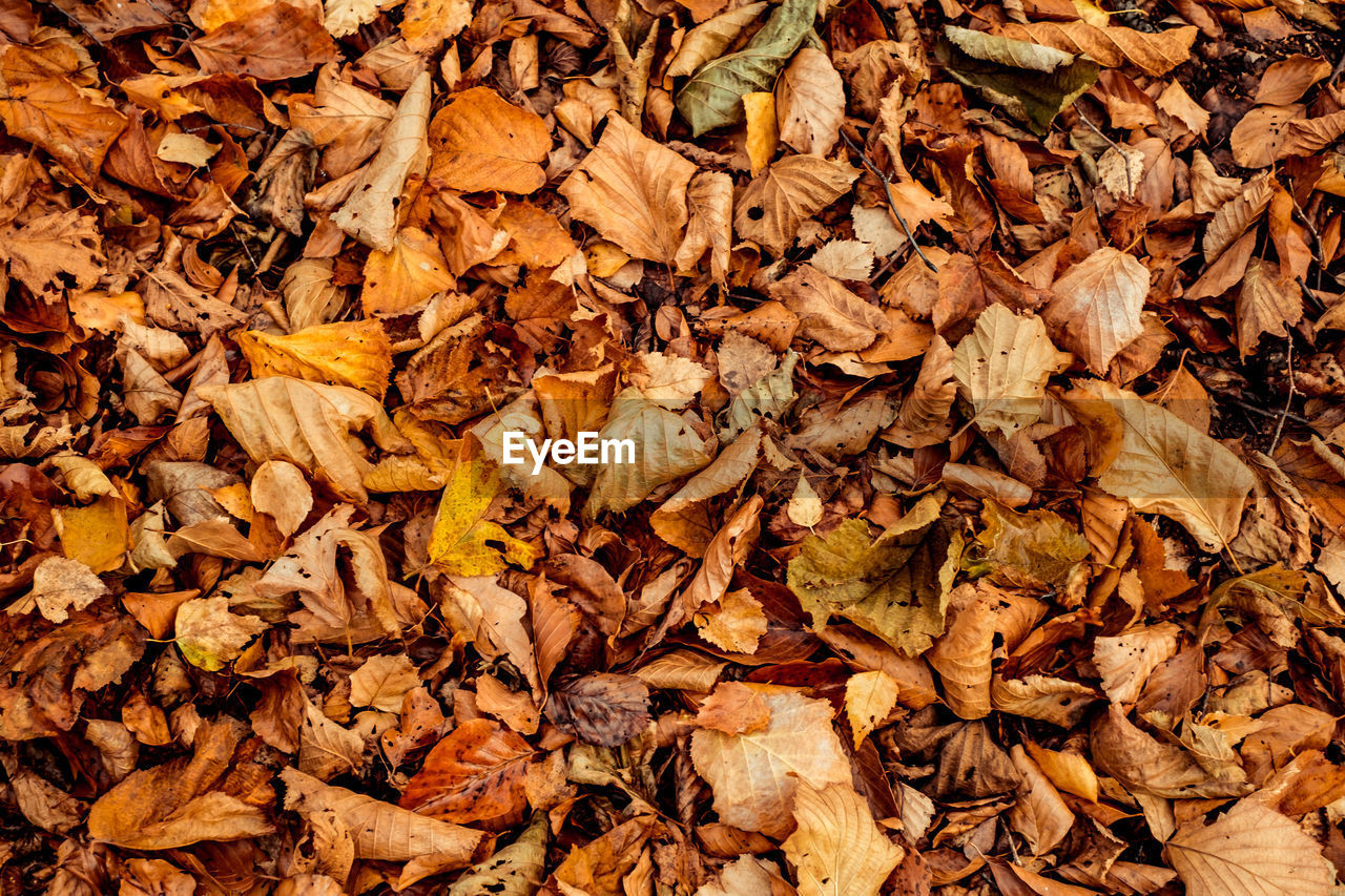 Dried leaves walking in the forest