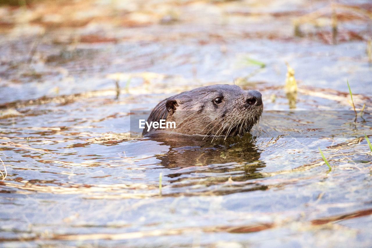 Juvenile river otter lontra canadensis in a pond in naples, florida