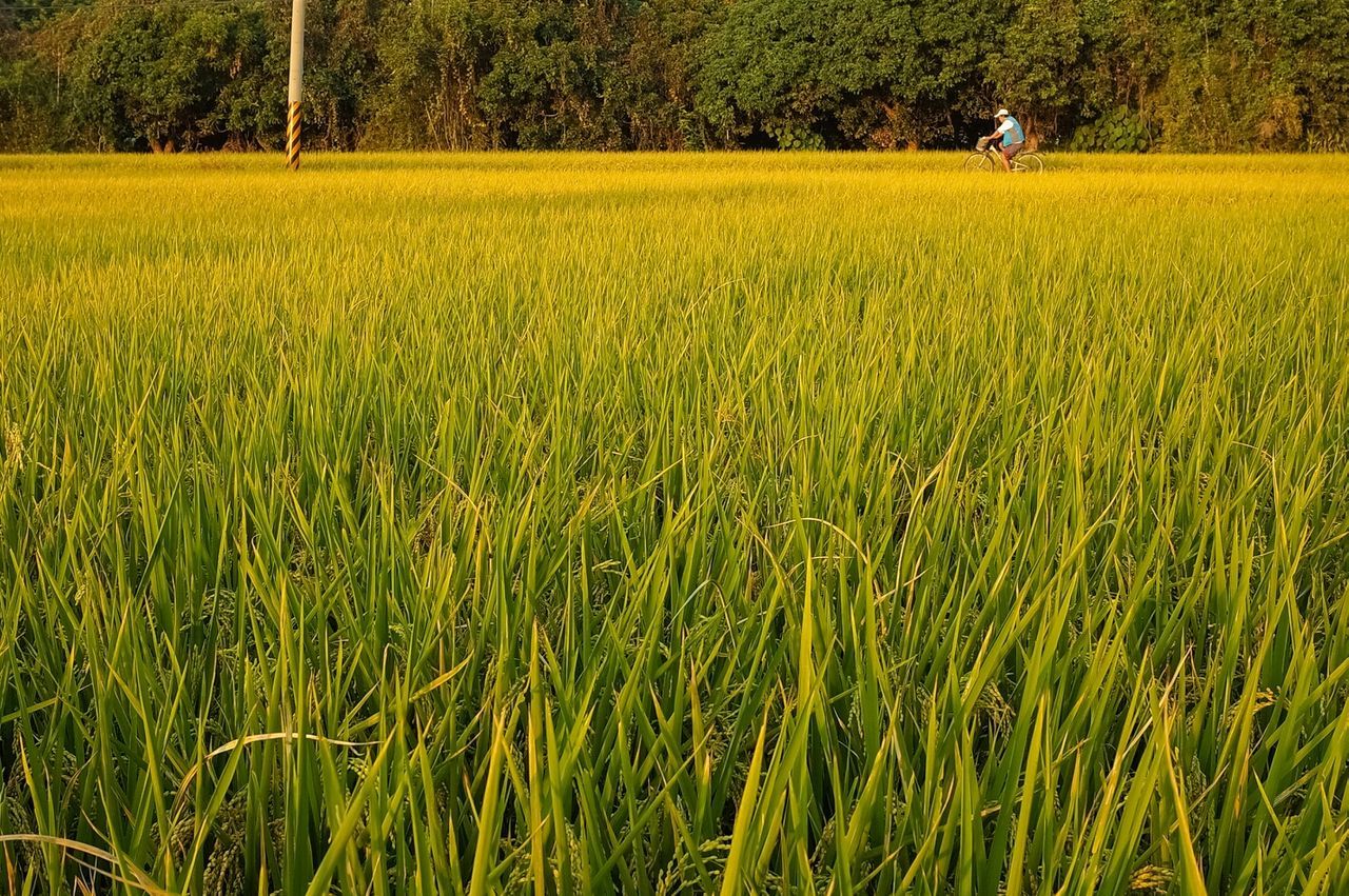 Man riding bicycle on grassy landscape