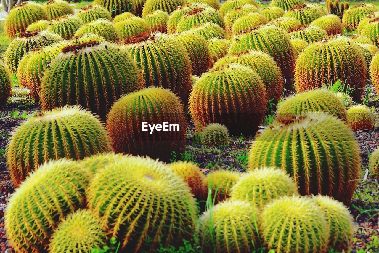 HIGH ANGLE VIEW OF SUCCULENT PLANTS ON FIELD