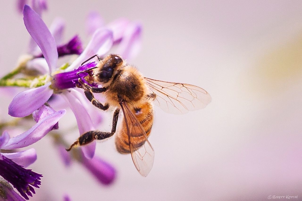 CLOSE-UP OF BEE ON PURPLE FLOWERS