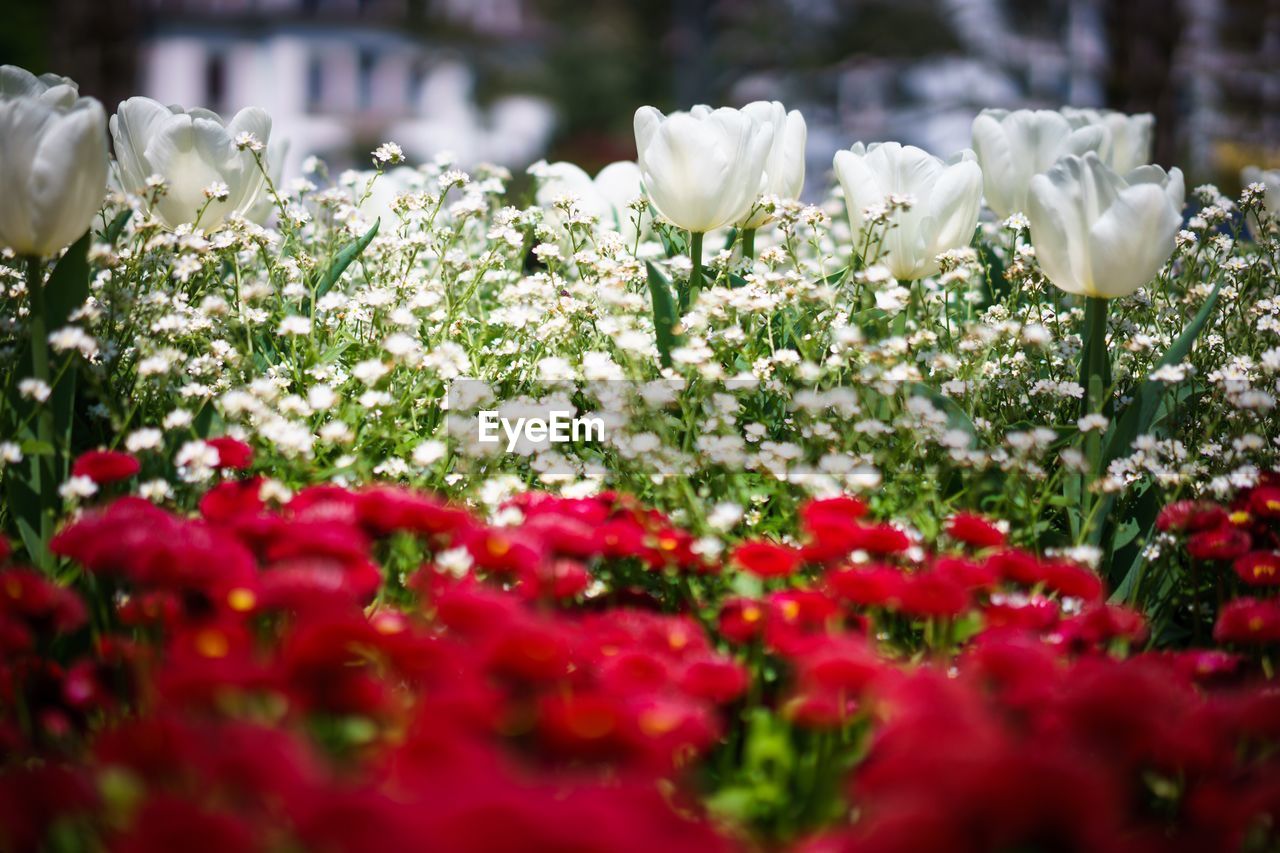 Close-up of red flowers blooming outdoors