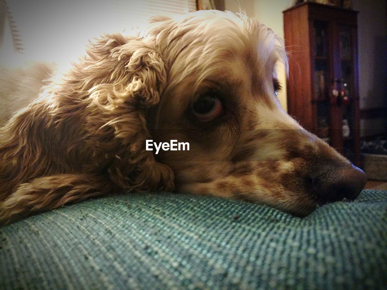 Close-up of dog relaxing on bed at home