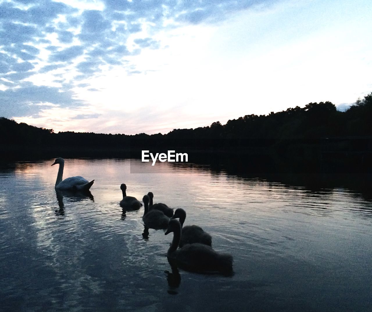 Swans swimming on lake at sunset