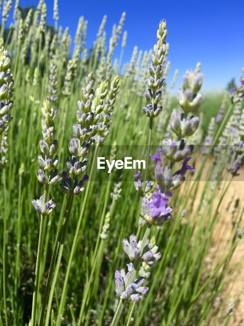 CLOSE-UP OF FLOWERING PLANT ON FIELD